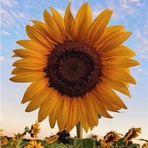 Meet your Posher, Nellie